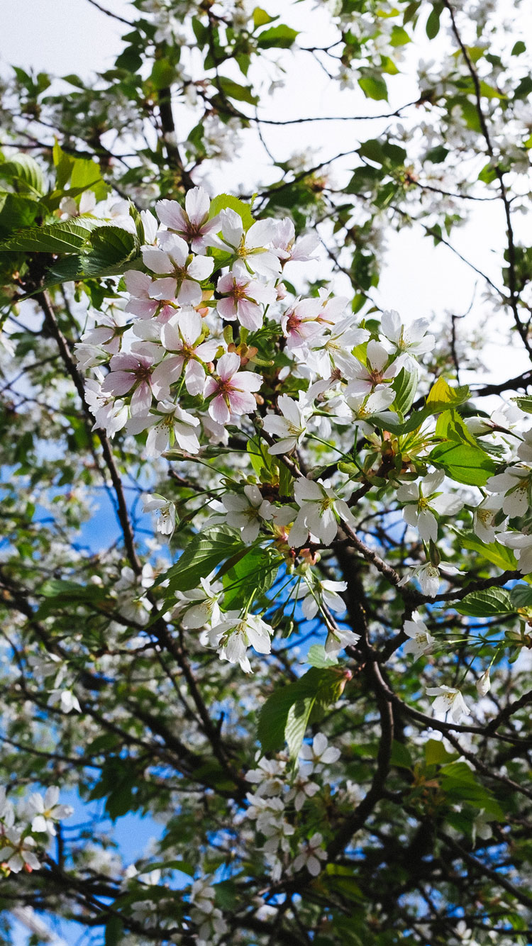 flowering-tree-iPhone-wallpaper