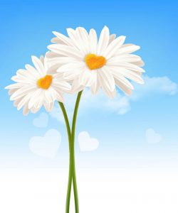 How-to-Draw-Heart-Shaped-Daisies-in-Adobe-Illustrator