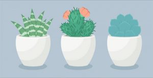 create-a-trio-of-succulents-in-adobe-illustrator